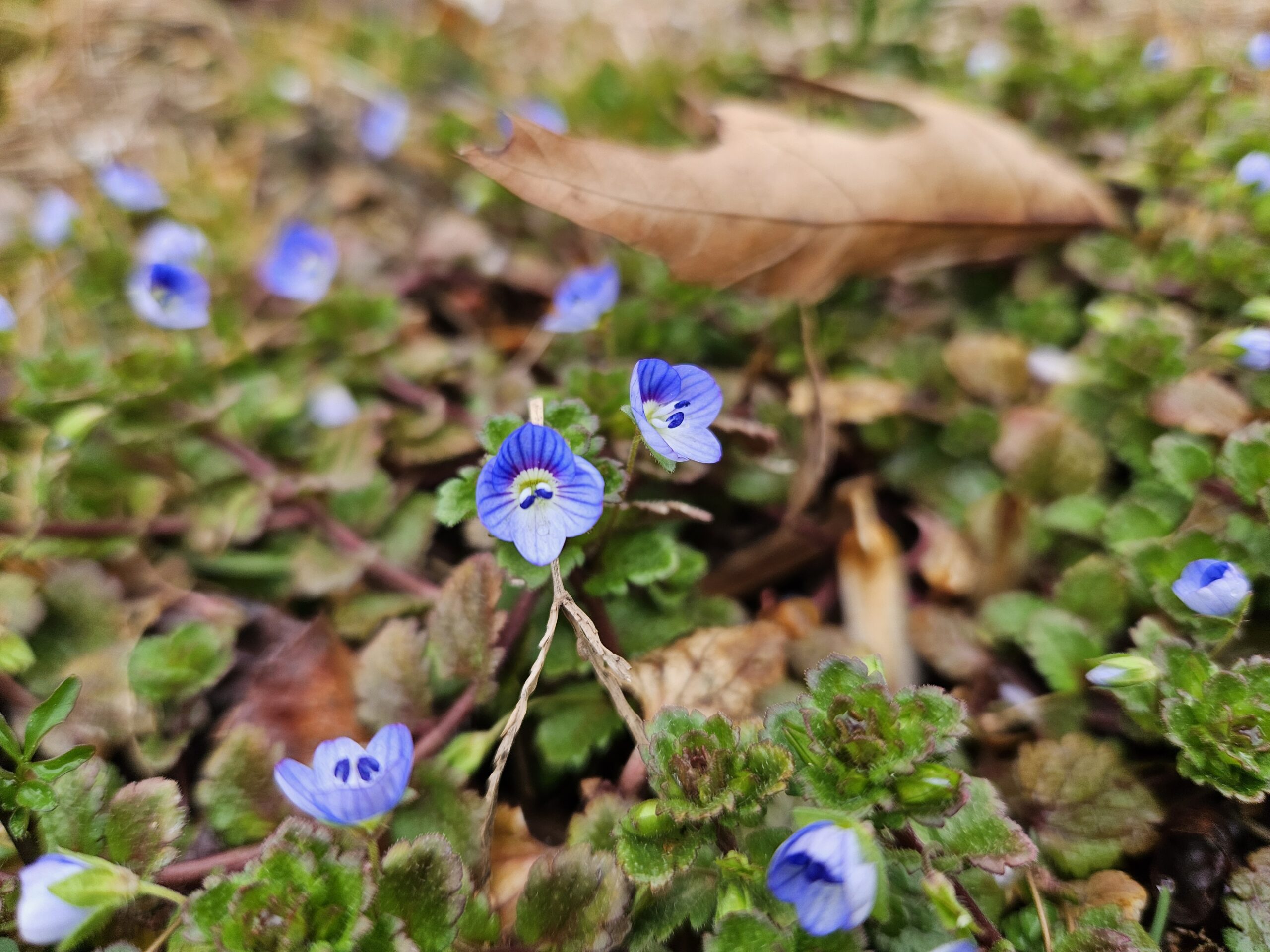 Persian Speedwell