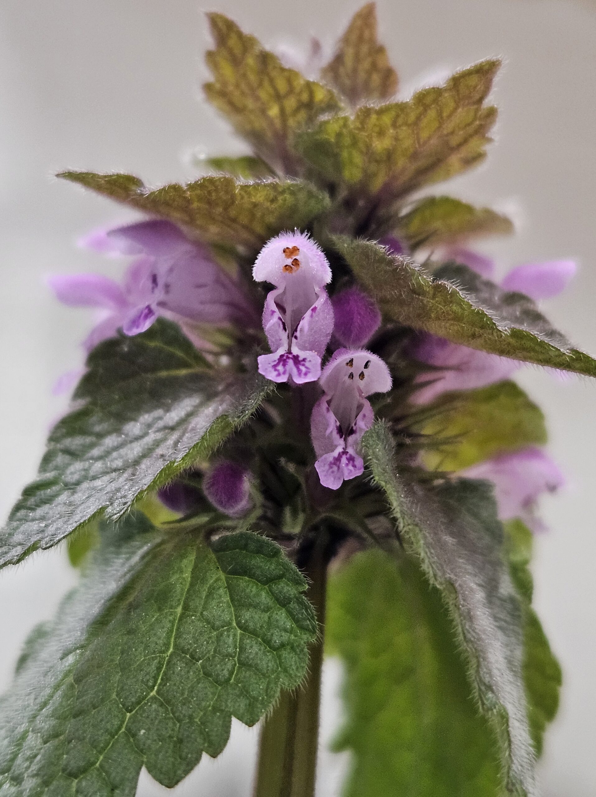Lamium purpureum – Purple Deadnettle