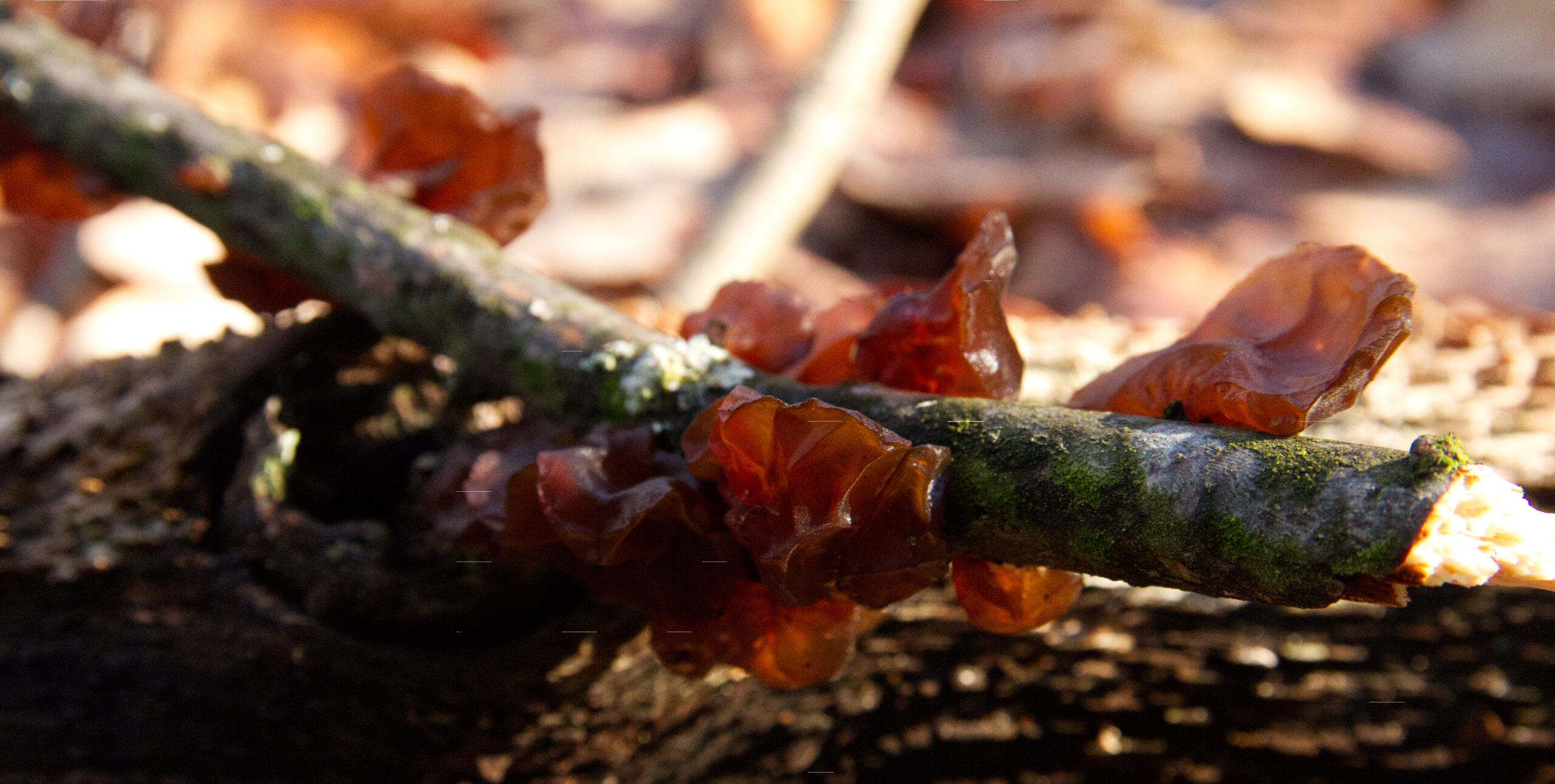 Exidia crenata (Amber Jelly Roll)
