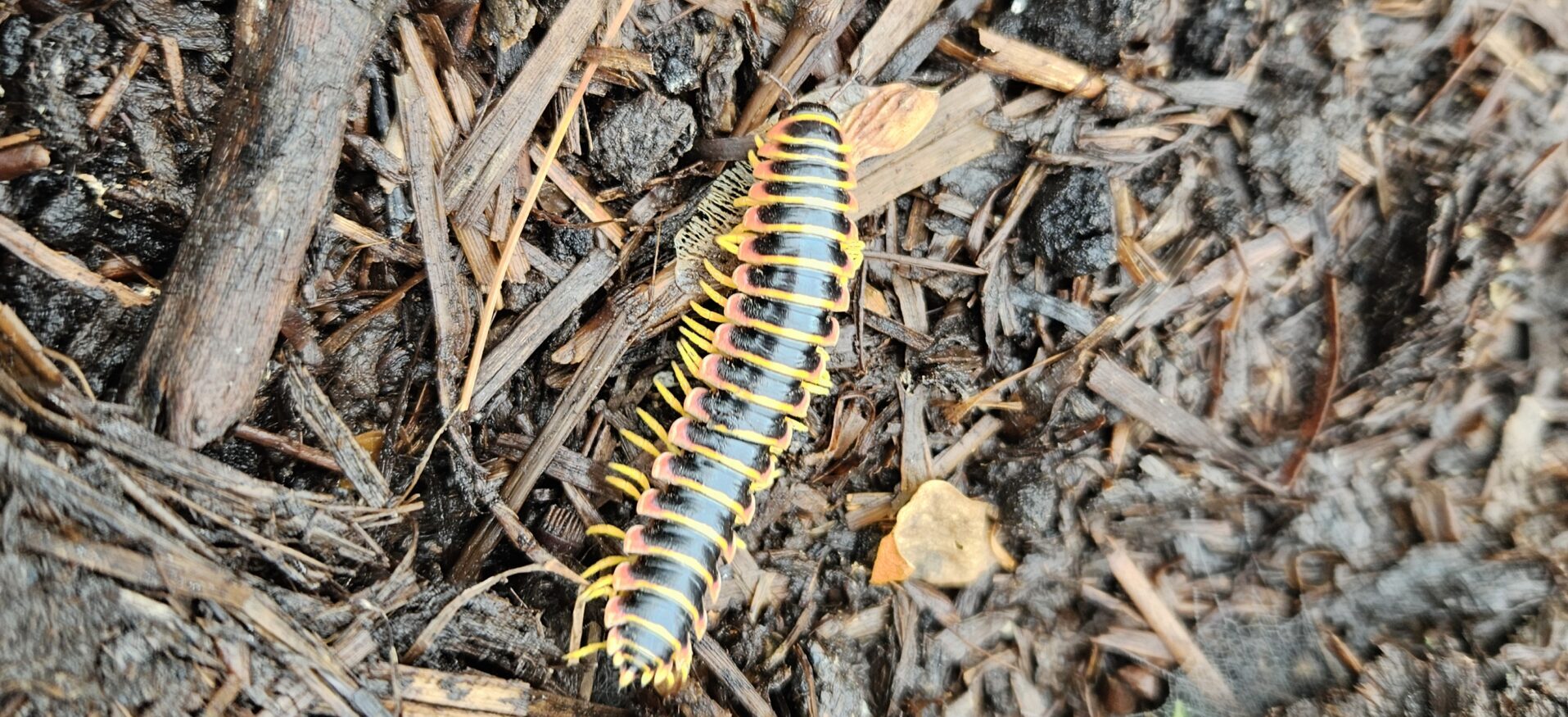 Apheloria virginiensis (Kentucky Flat Millipede)
