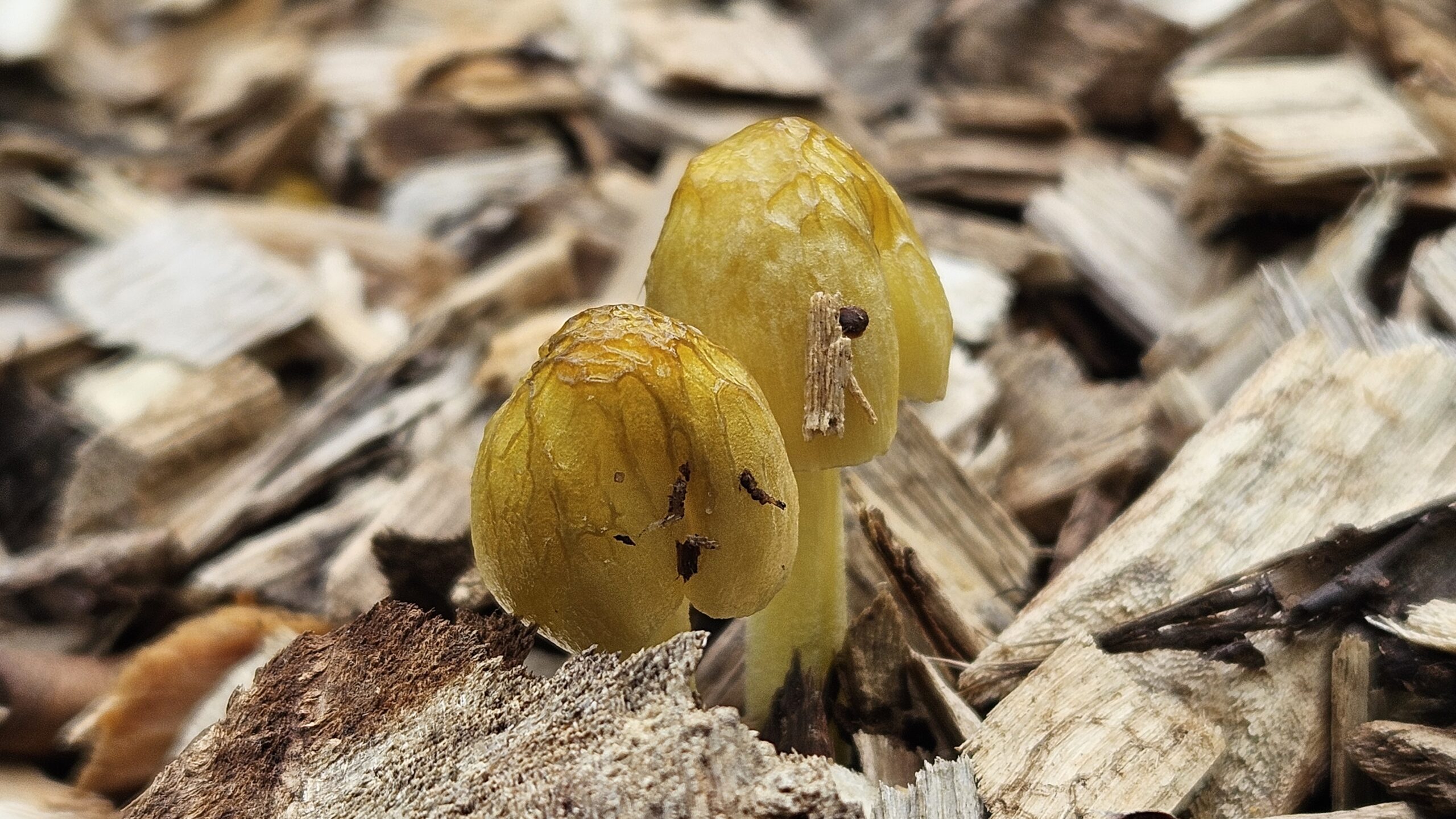 Bolbitius titubans (Yellow Field Cap)